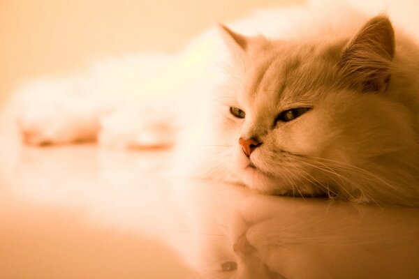 Chat duveteux blanc endormi dans le reflet de la surface lisse