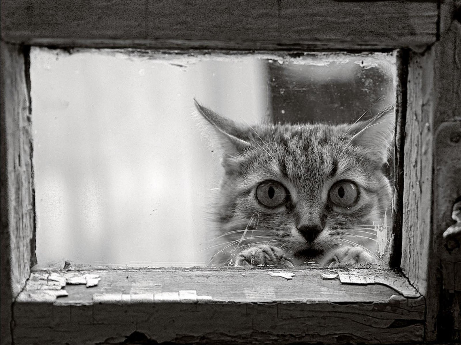 cat window frame black and white view