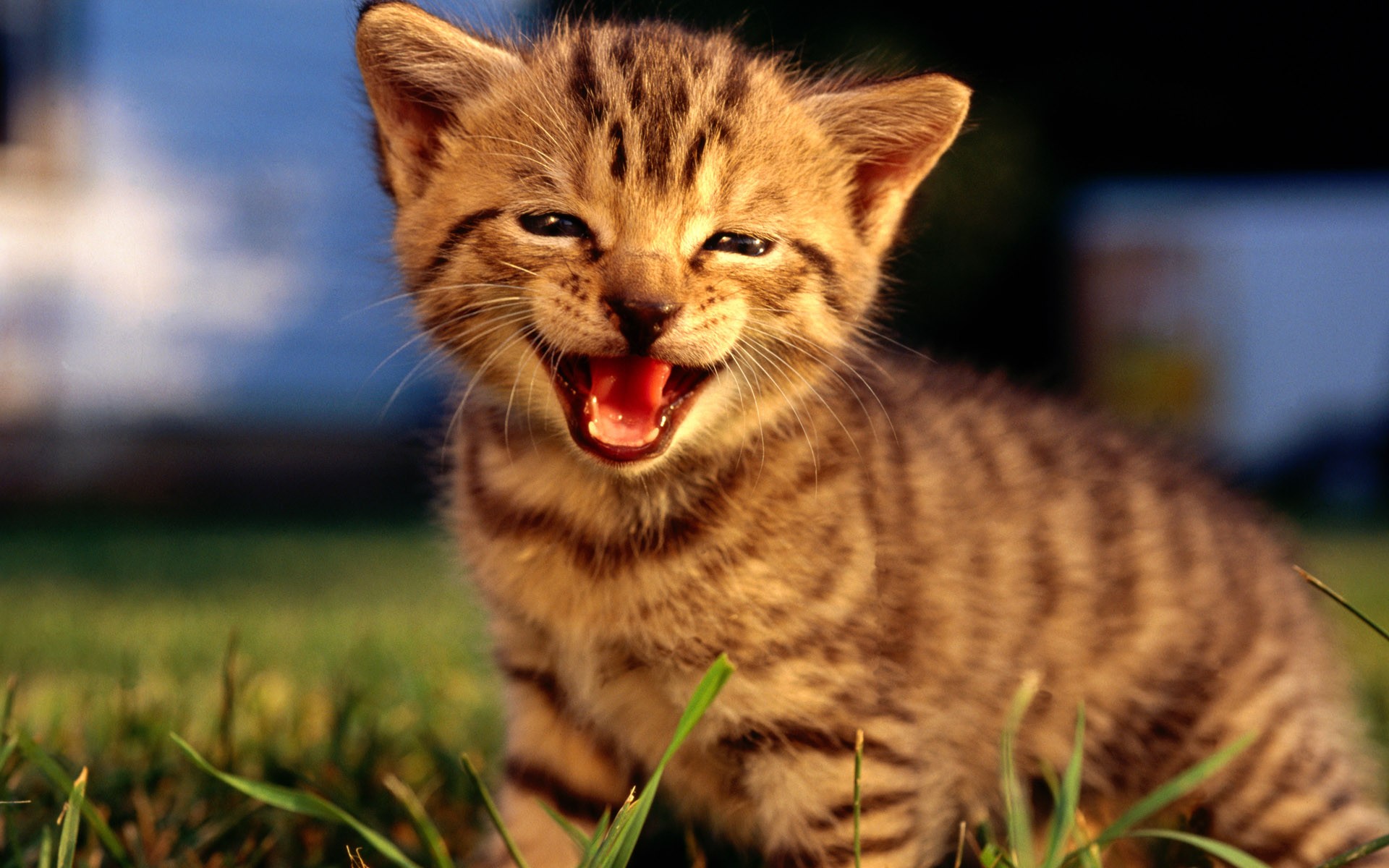 gatito sonrisa naturaleza