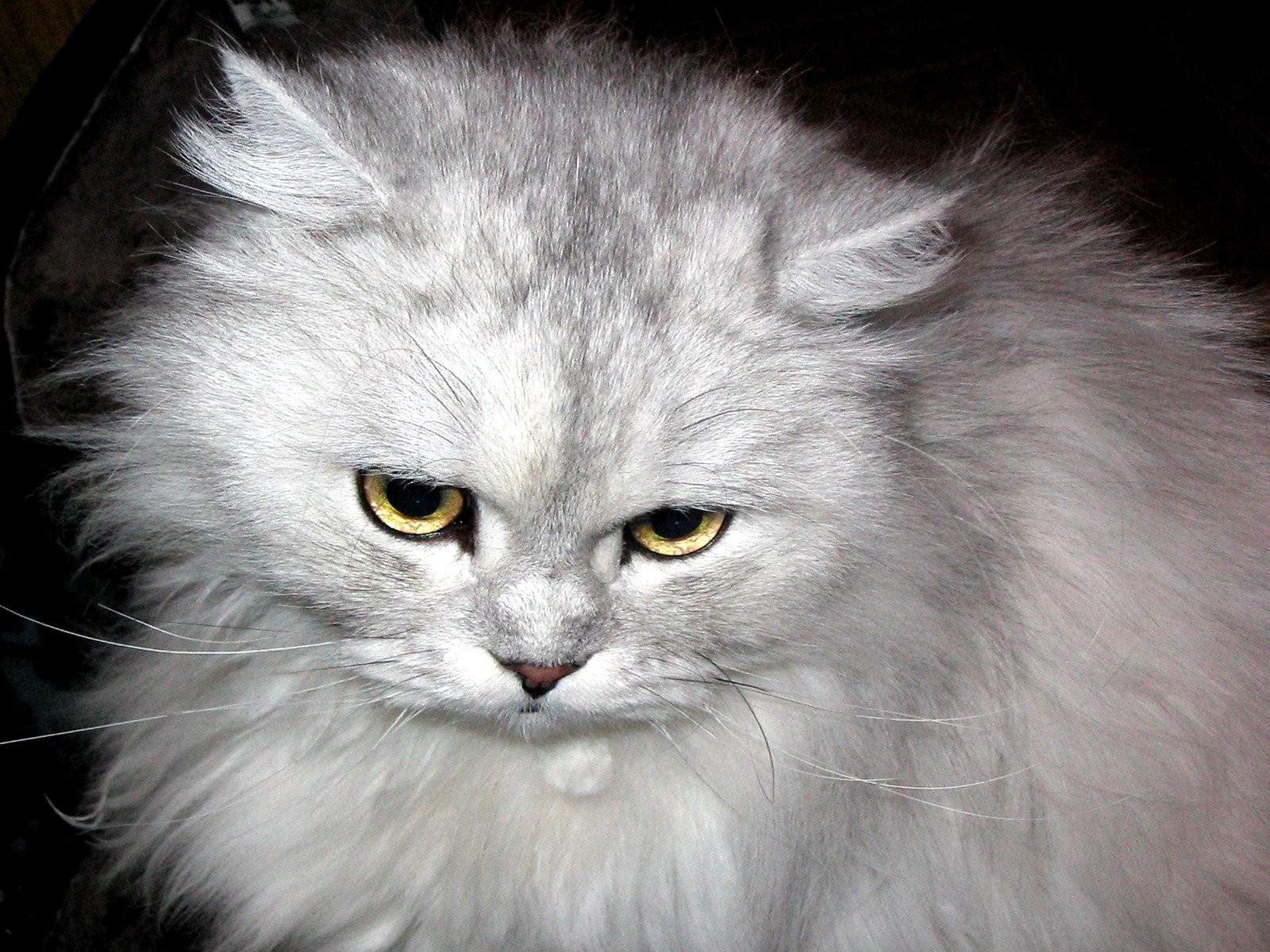 persian cat furry