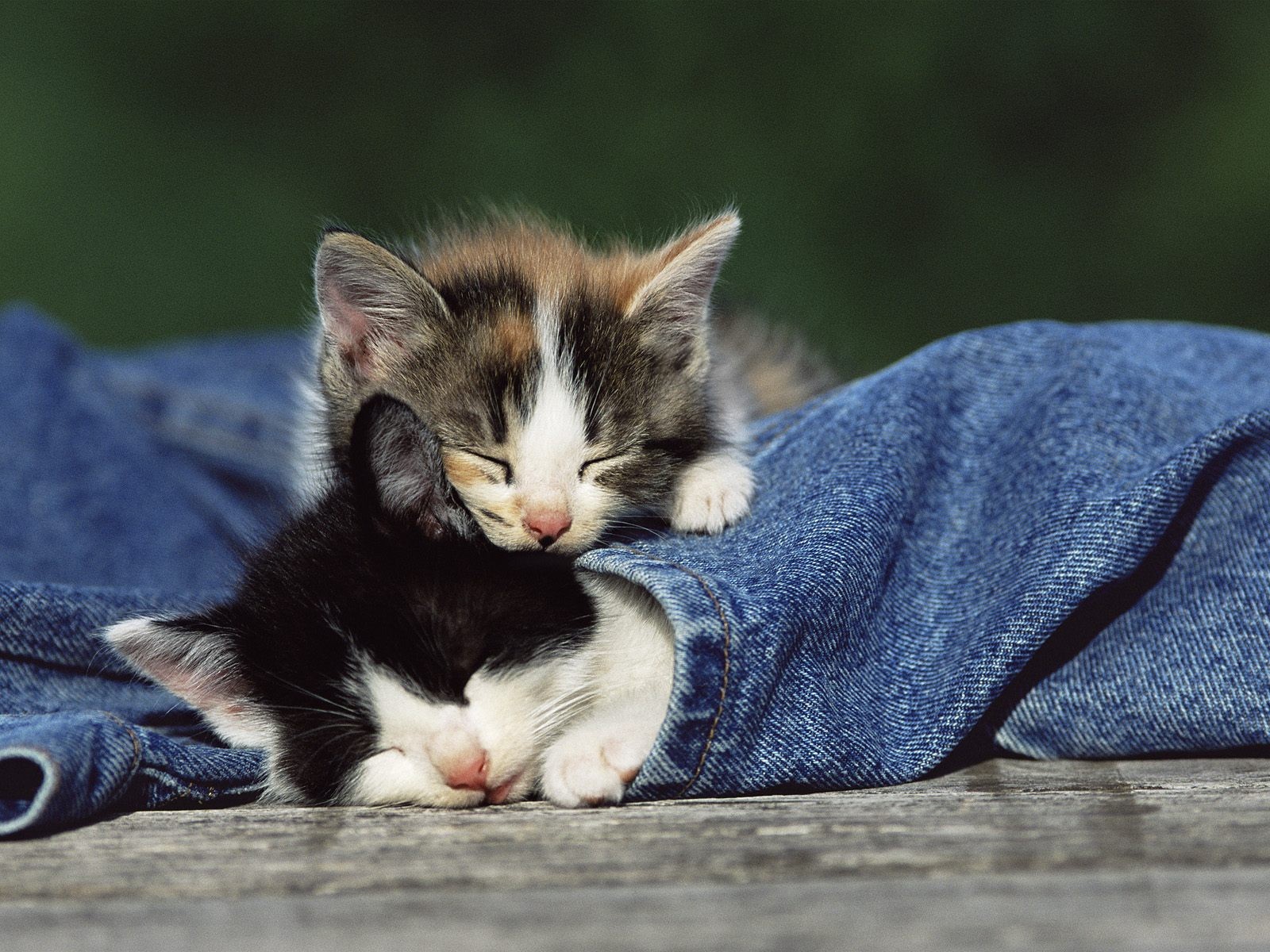 kätzchen kleinkinder jeans schlafende kätzchen zärtlichkeit tiere