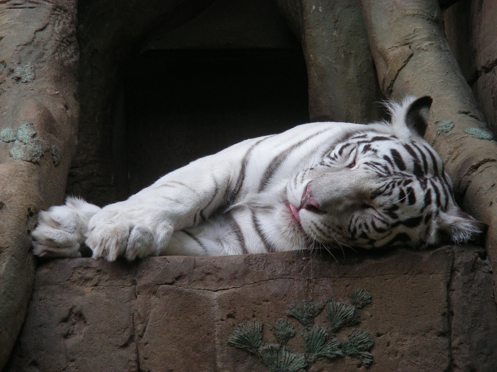 tigre tigre blanco durmiendo