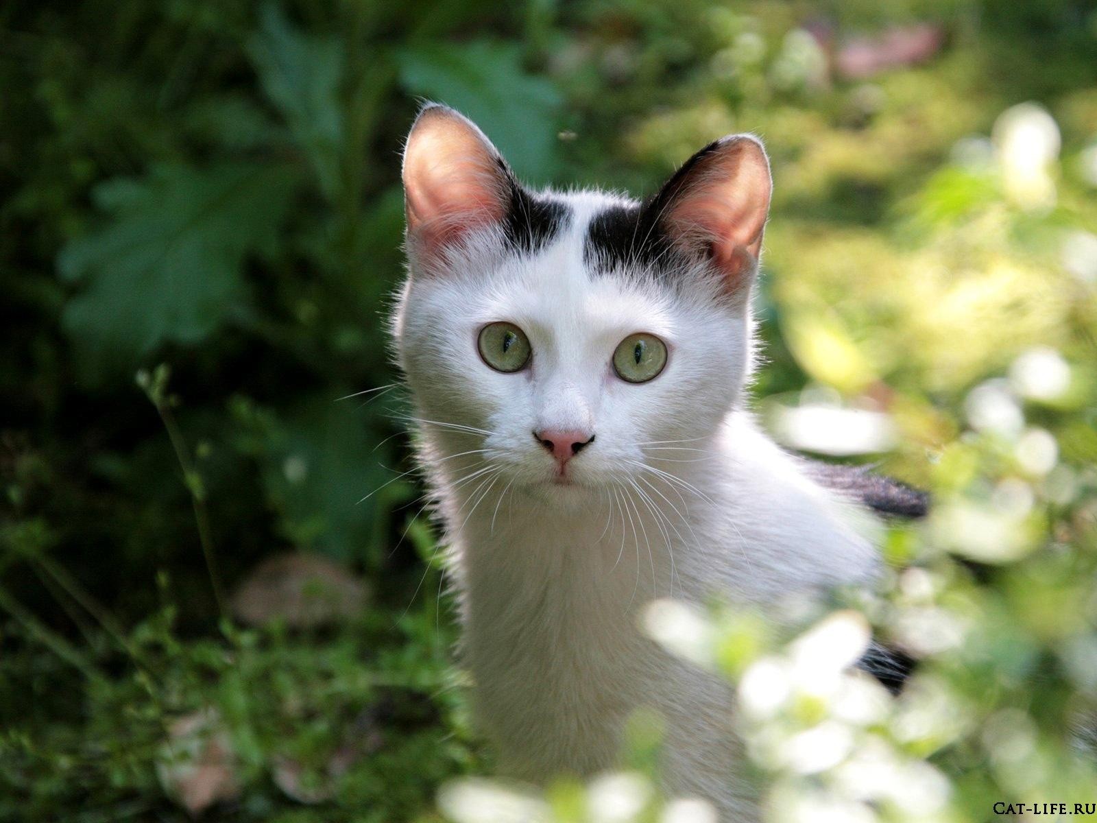 gatto nascondino cespugli muso