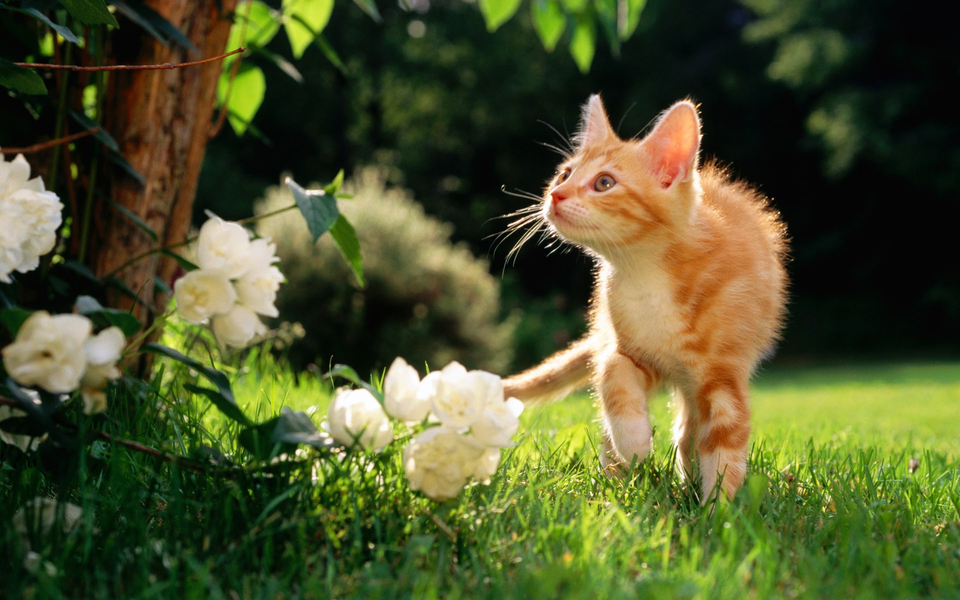 gato rojo hierba flores