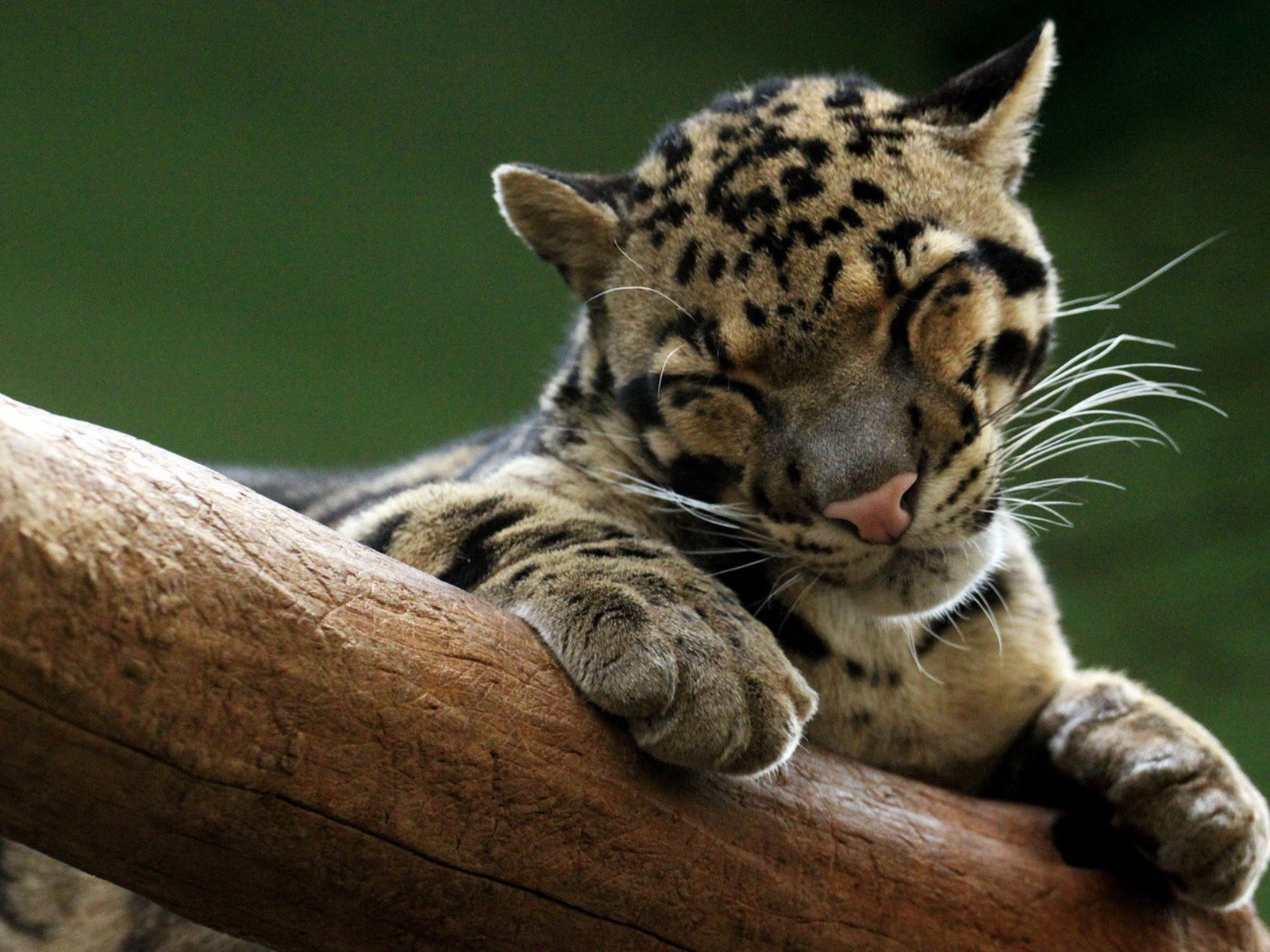 rauchig leopard am baum schlafen