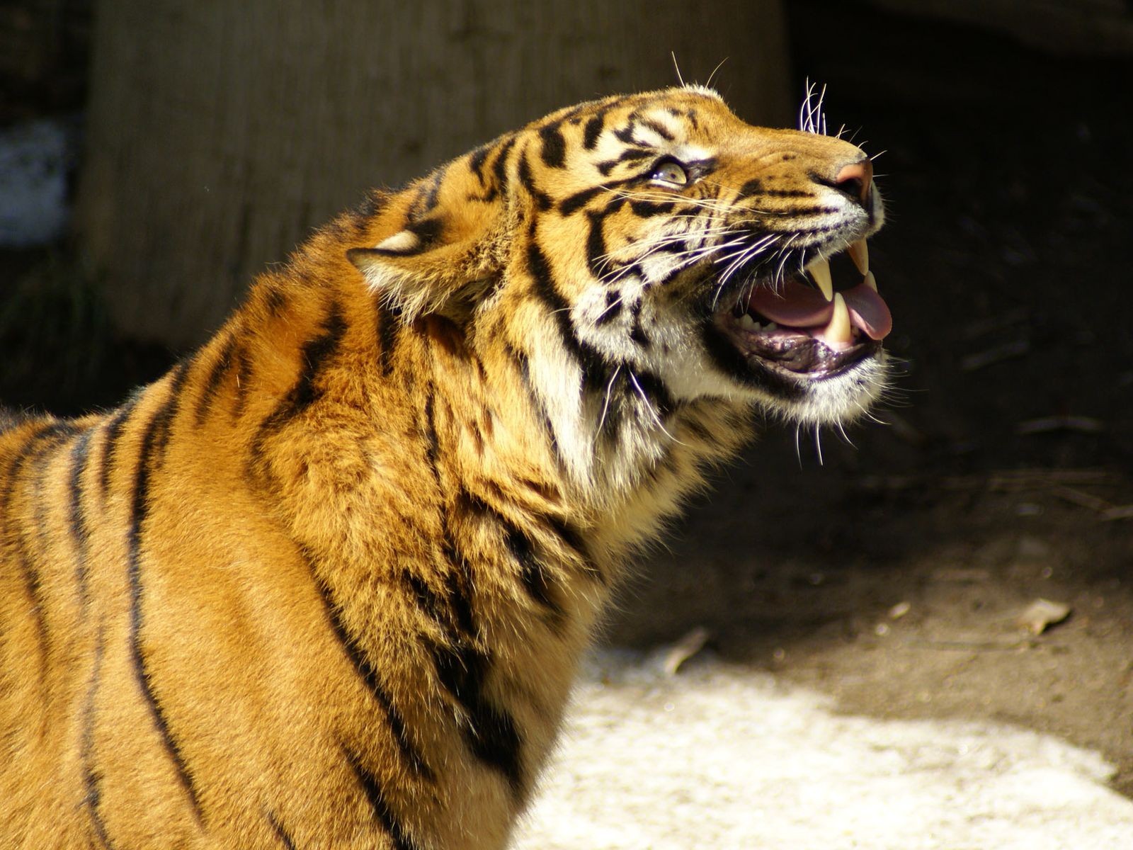 tigre gruñidos retorciéndose el hocico ojos en el despliegue