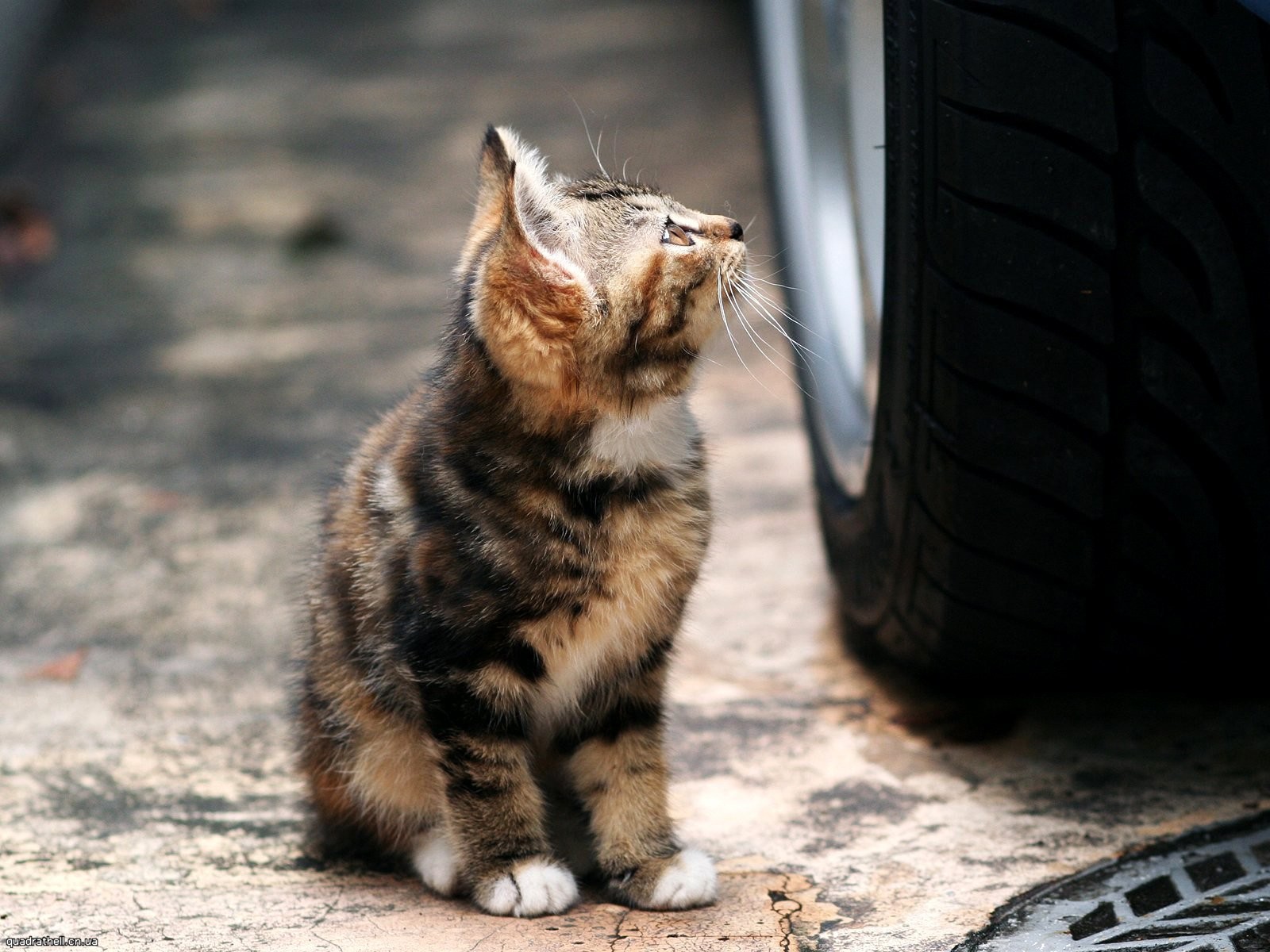 gatito ruedas carretera ocio