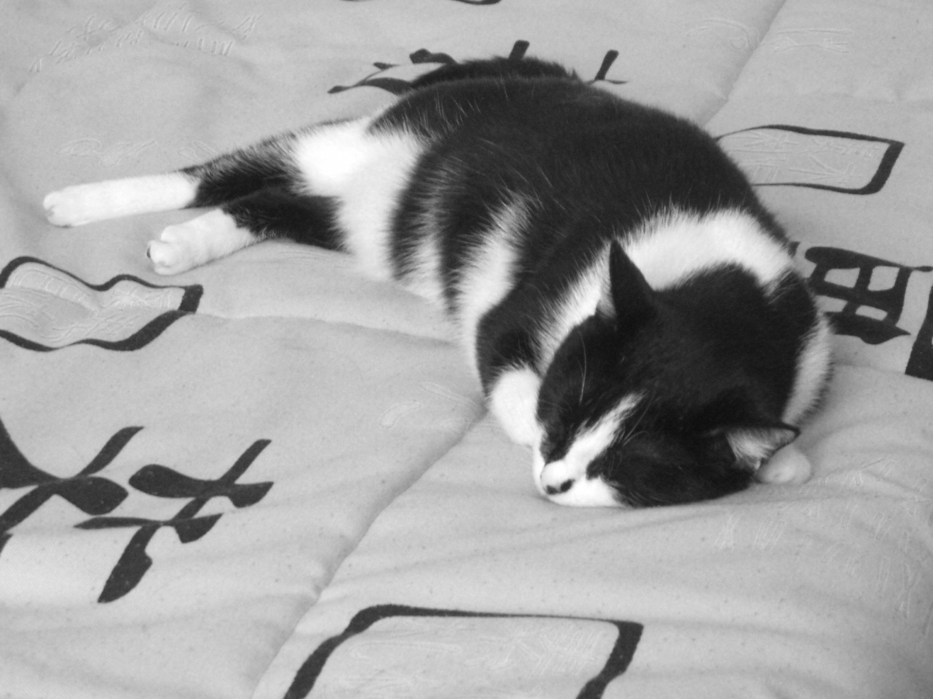 gato blanco y negro sueño cama