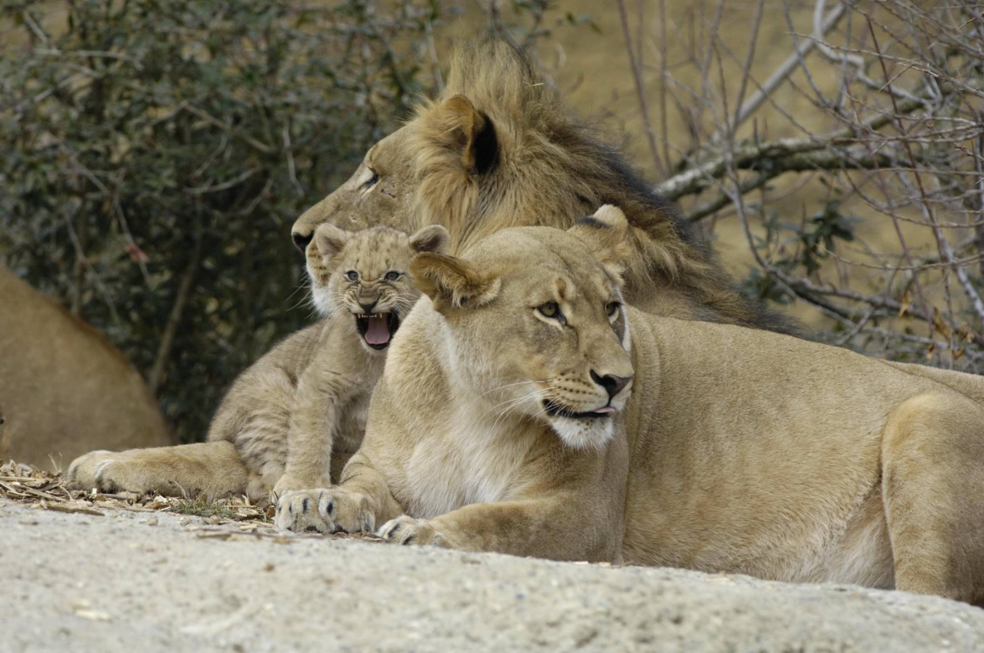 leoni famiglia gattino