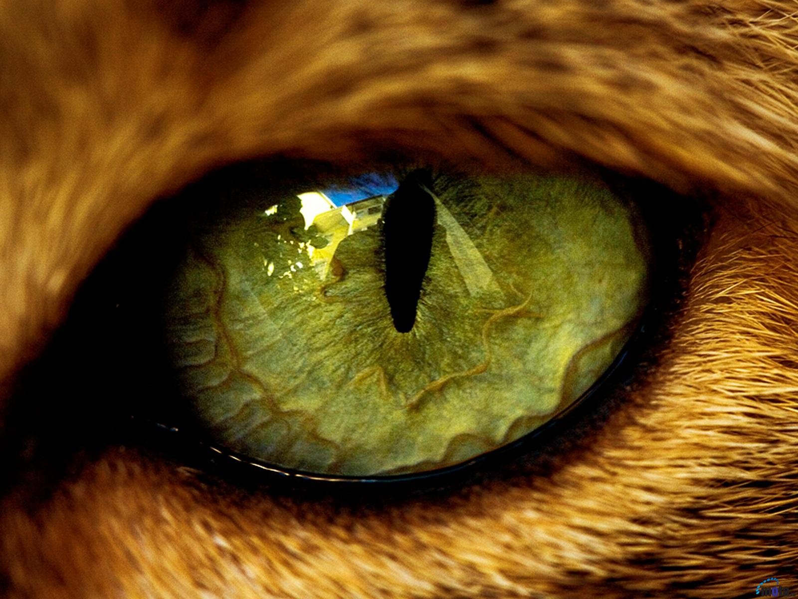 cats eye cat s eye