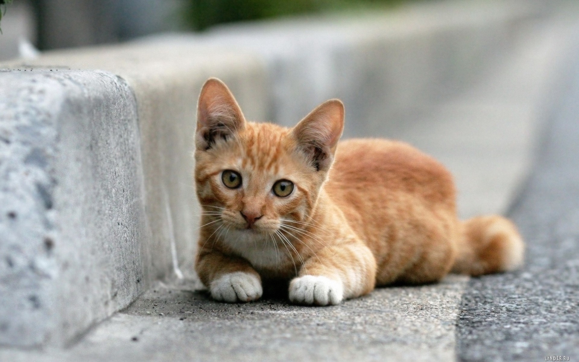 gato pelirroja triste