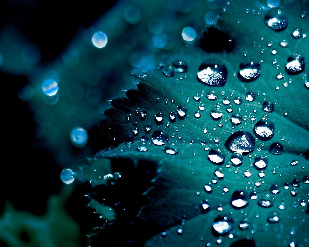 heet drops droplets green spiny