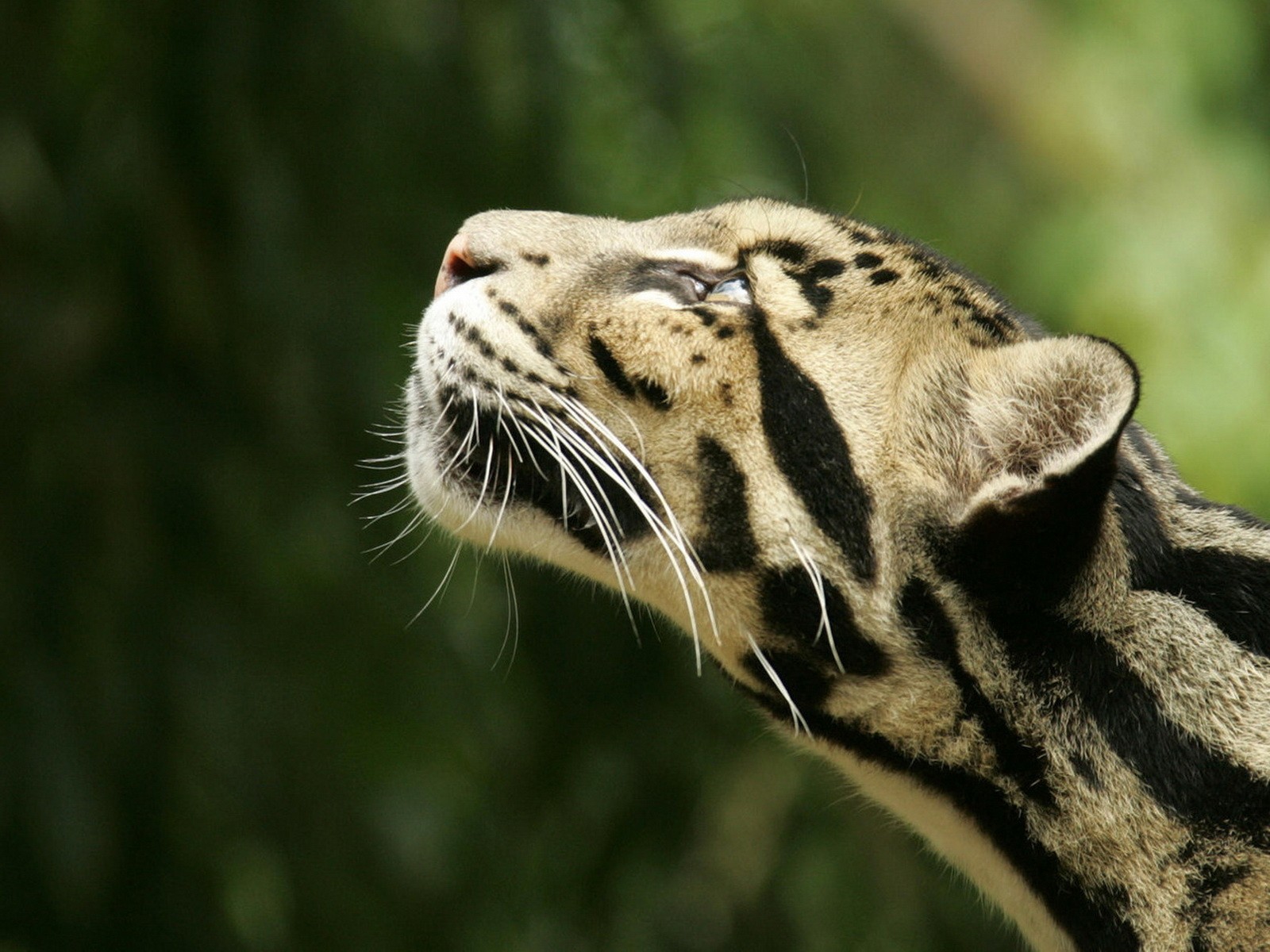 animals smoky leopard head