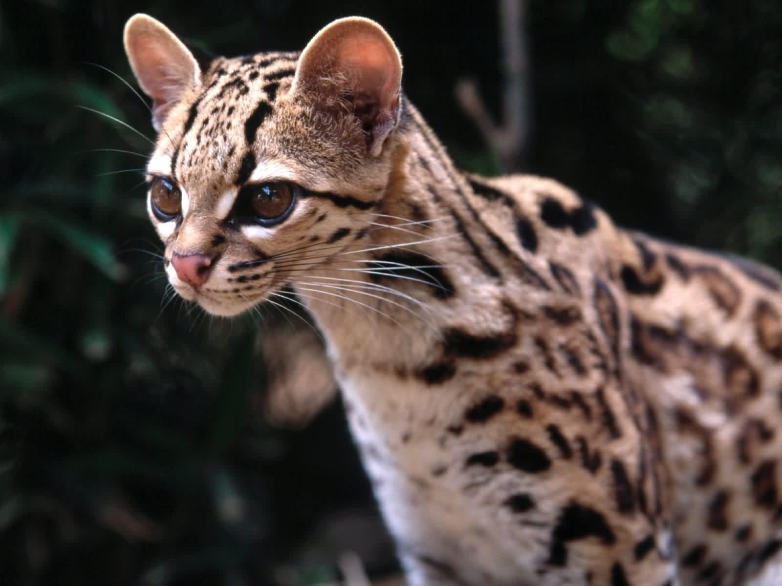 gatto collo lungo grandi occhi