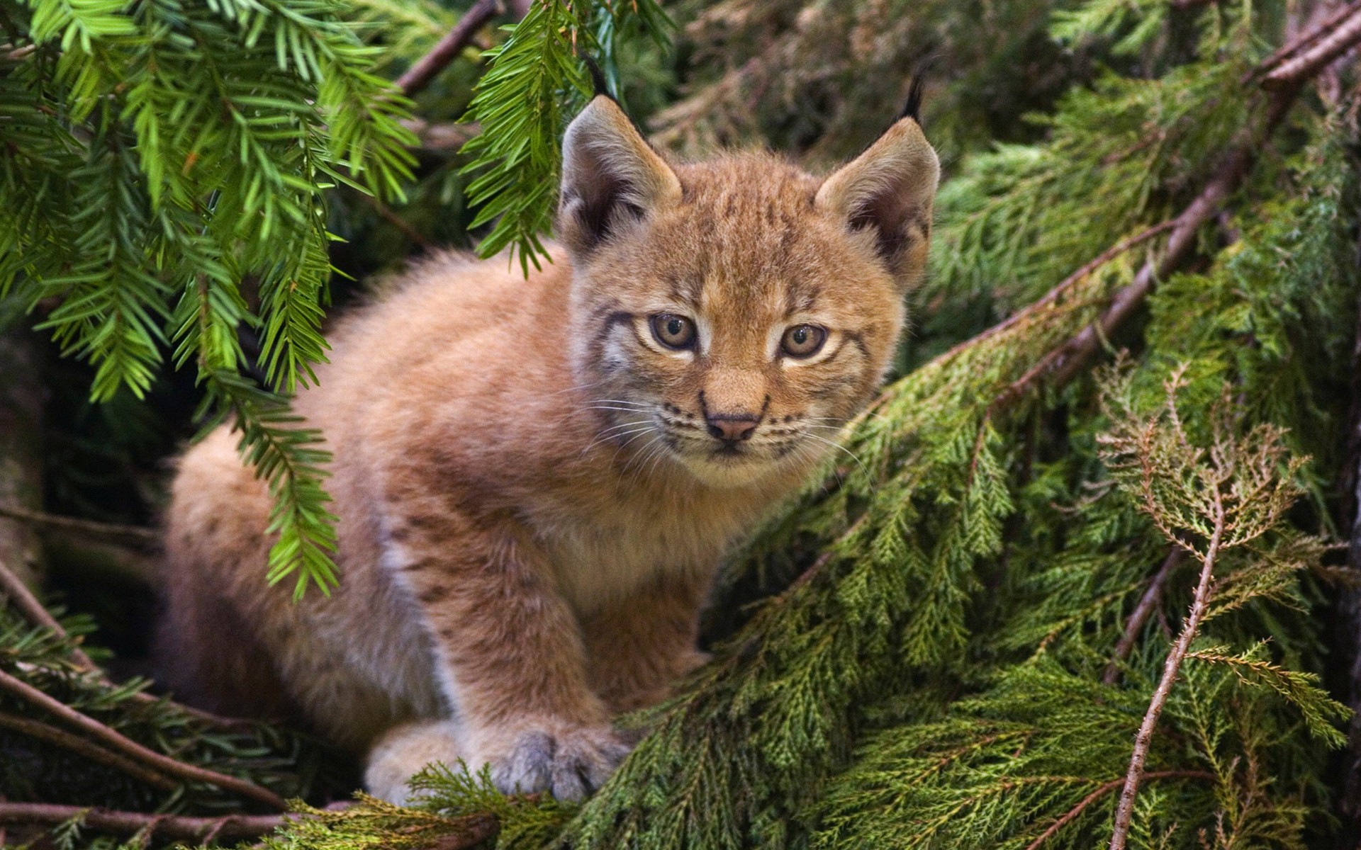 luchs wald katze kätzchen