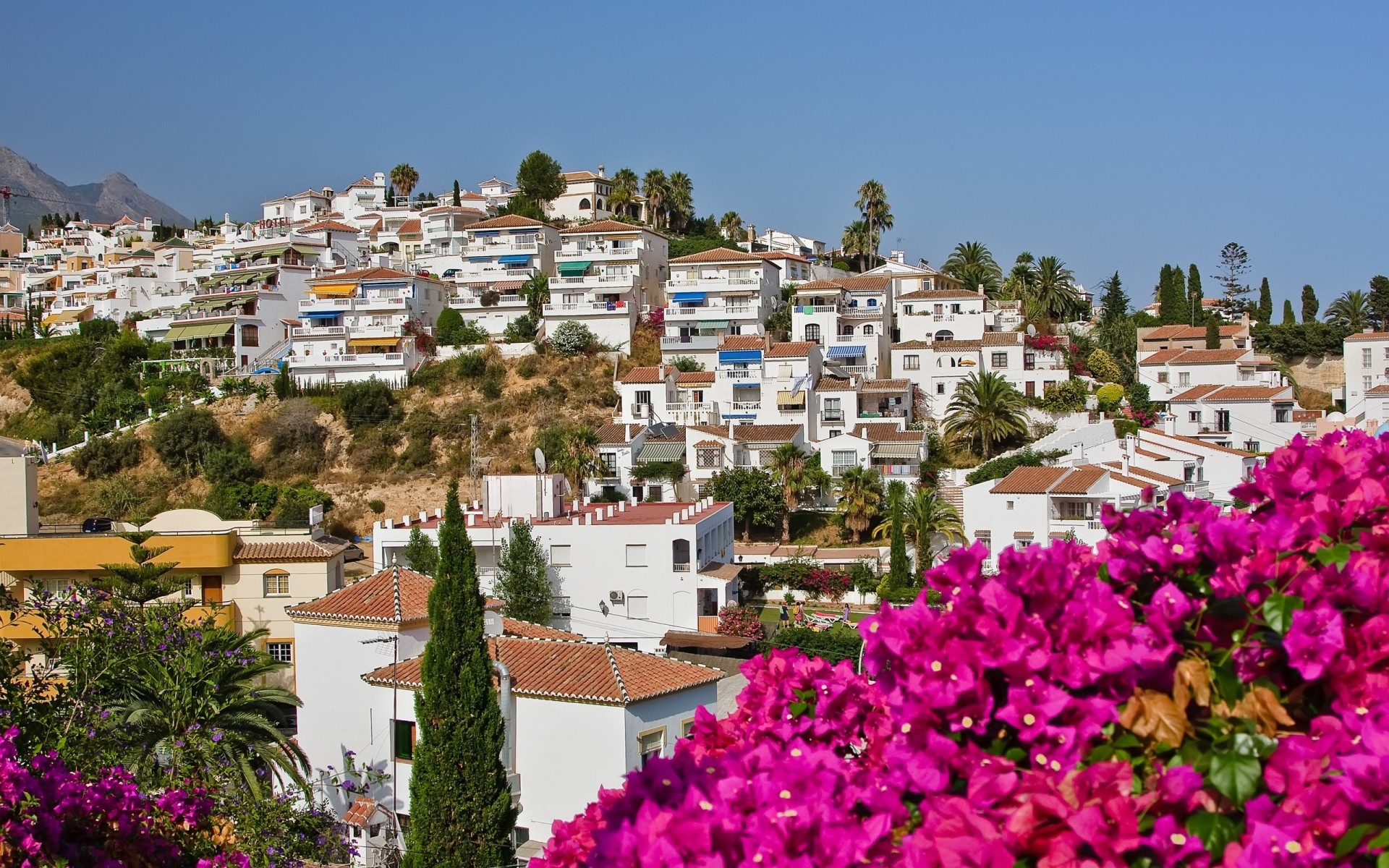 nature house palm flower spain town