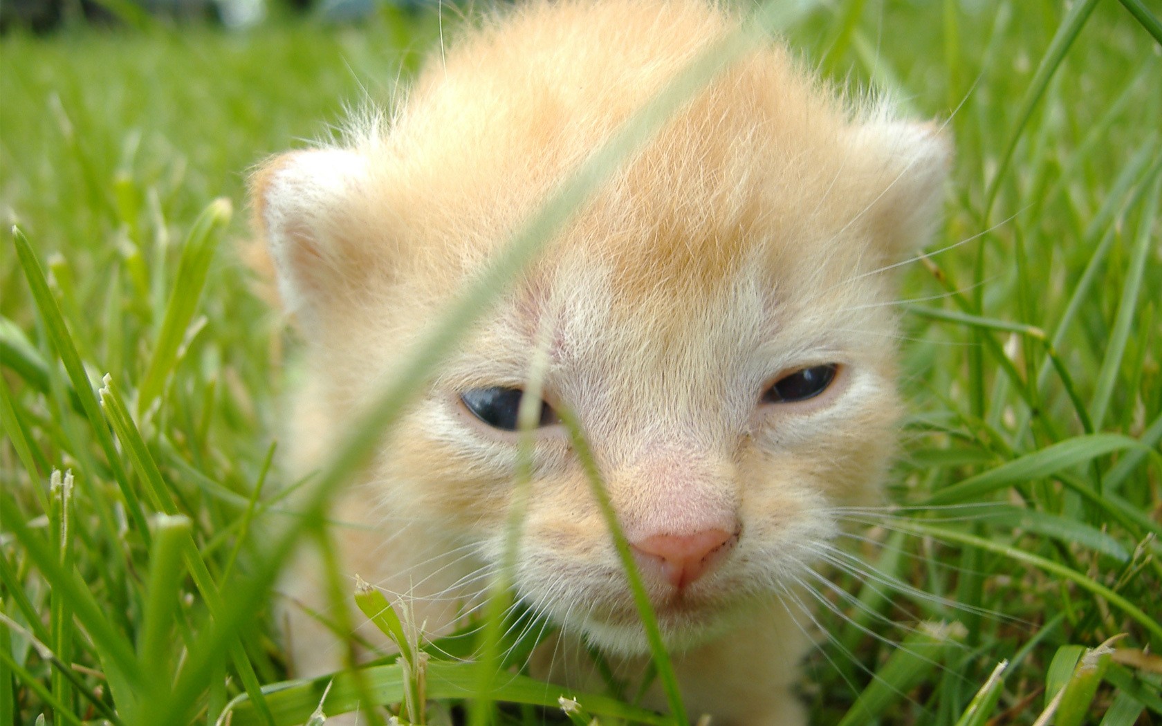 gatito joven hierba