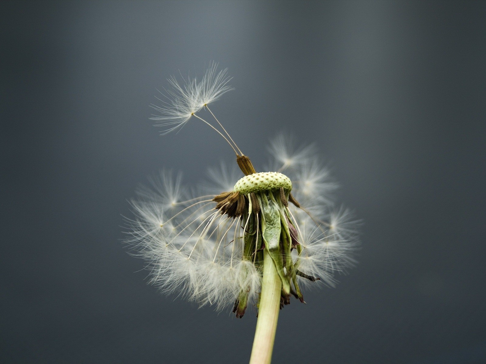 flower dandelion wind