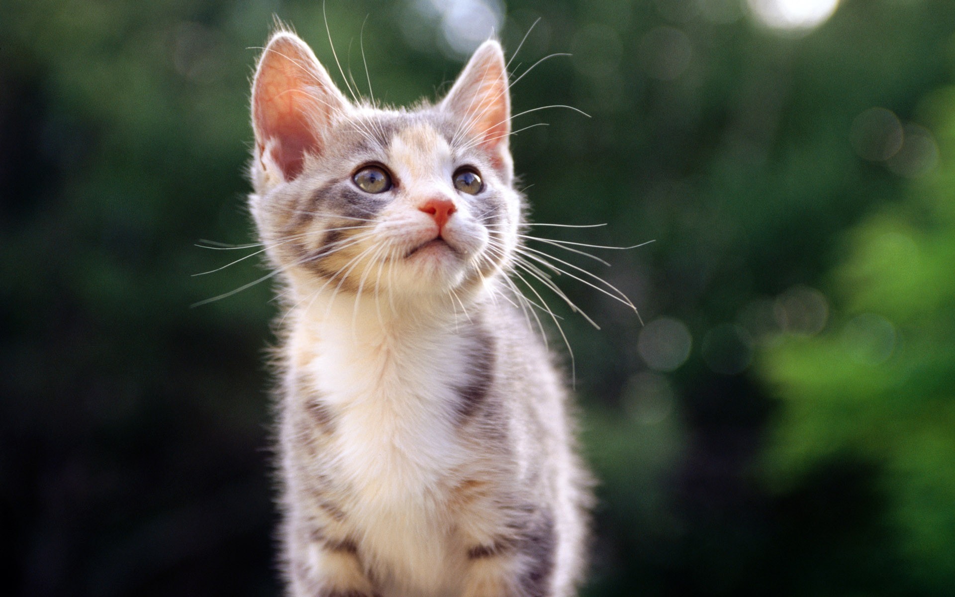 gatito mirada naturaleza