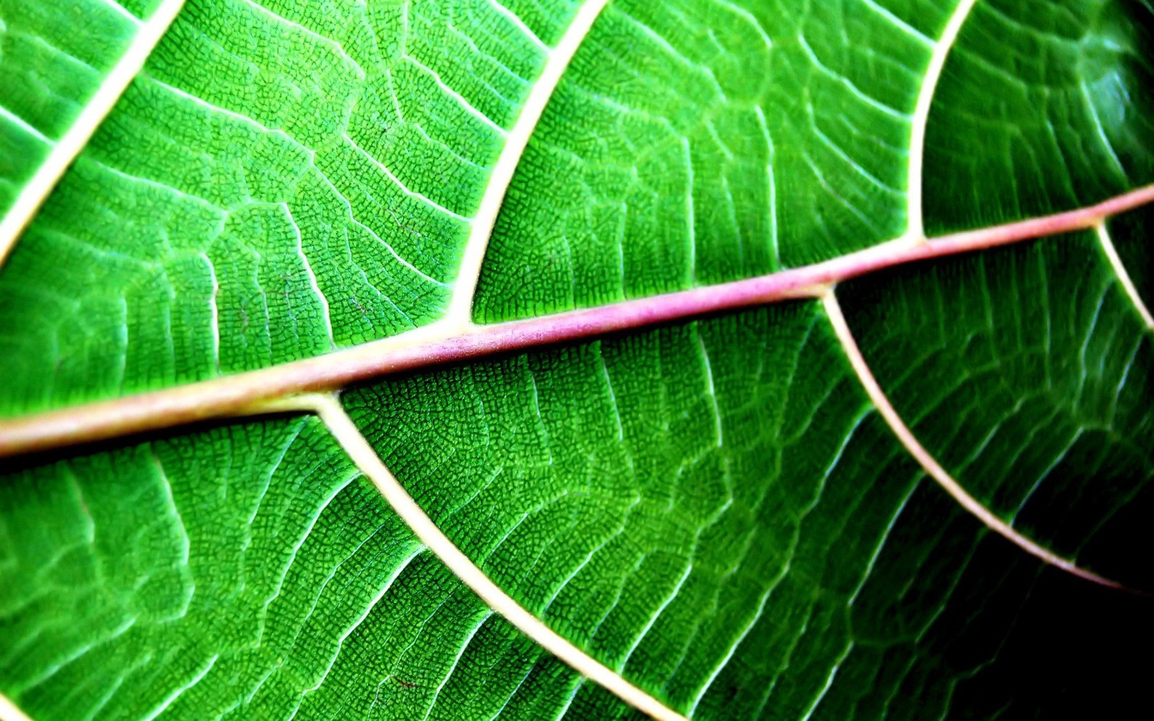 foglia verde venature estate