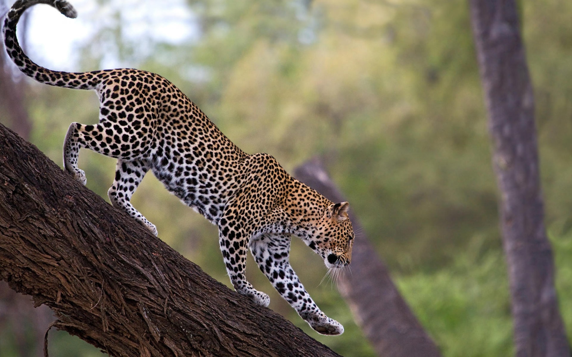 leopard tree