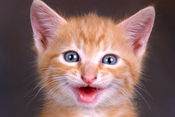 Chaton Rousse avec des yeux bleus souriant