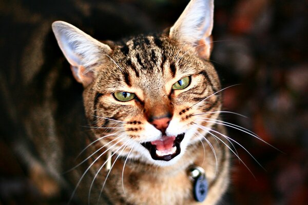 Un chat mécontent plissa les yeux