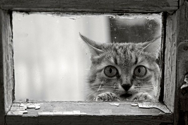 A cat with a sad look in a black and white window