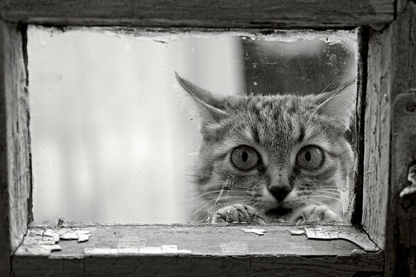 Un gato con una mirada triste en una ventana en blanco y negro