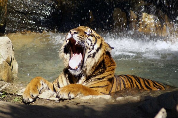 The tiger lies in the river and yawns