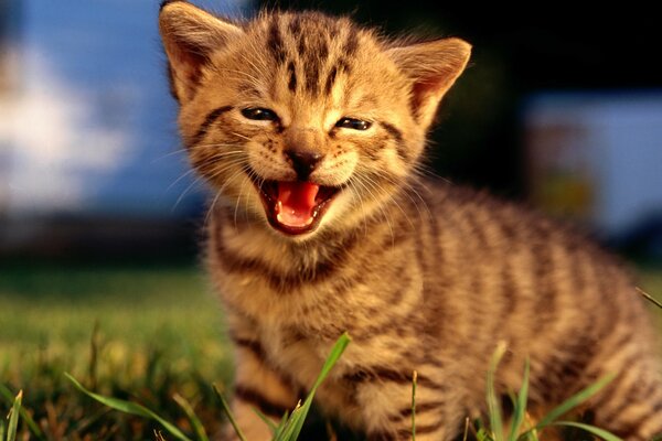 Chaton rayé dans la nature souriant