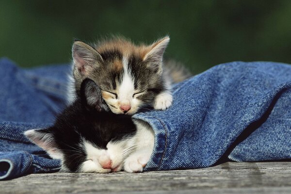 Kätzchen schlafen in Jeans eingewickelt
