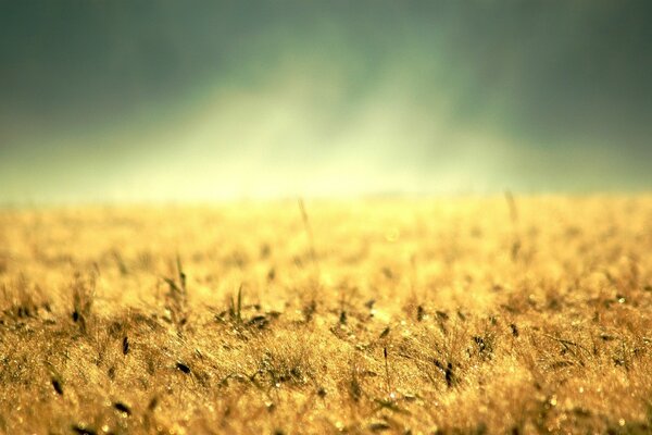 Terre parsemée d herbe jaune