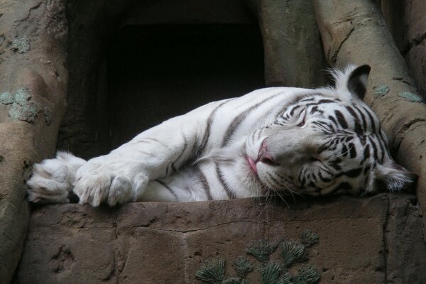 A white tiger sleeps on a rock