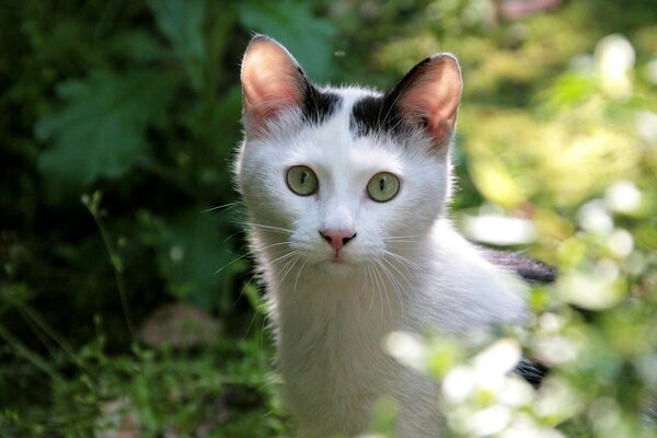 Chat joue à cache-cache dans les buissons