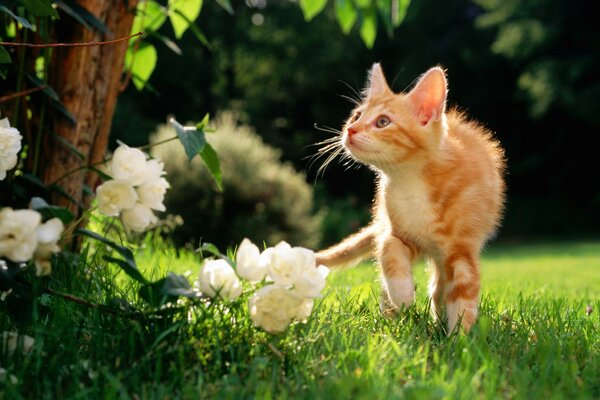 Gatito rojo en la naturaleza va a las flores