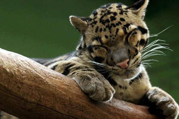 Baby Leopard giace su un albero