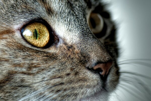 Mirada atenta de la cara del gato