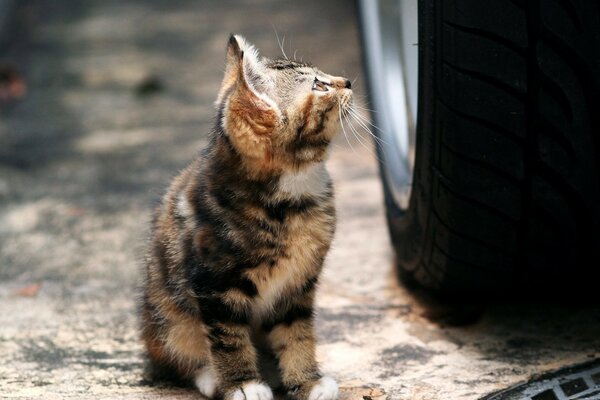 Chaton assis près de la roue sur la route