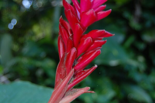 Gros plan d une fleur. Belle photo