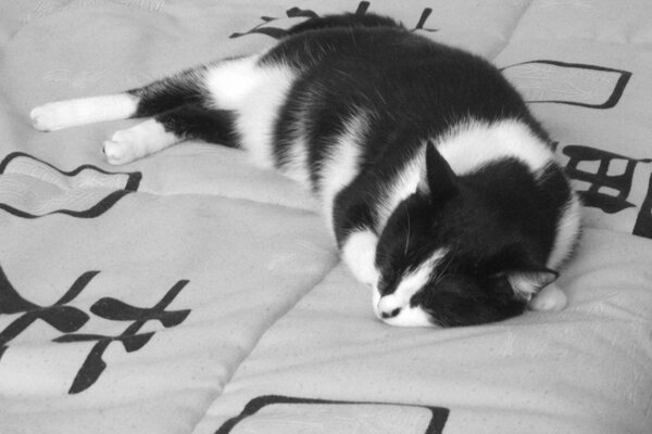 Rêve de chat noir et blanc de la même couleur