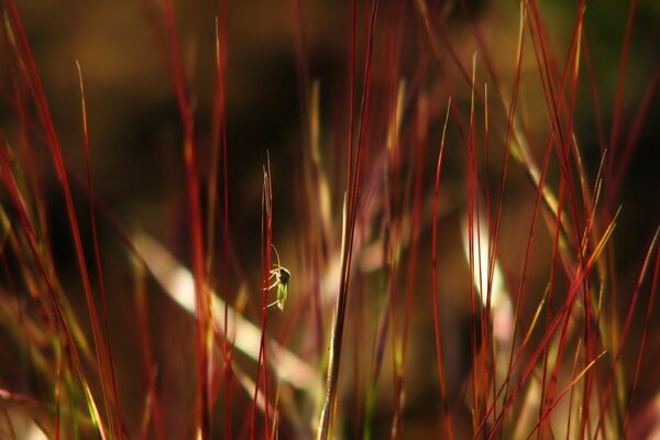 Ein kleiner Bug sitzt auf dem roten Gras
