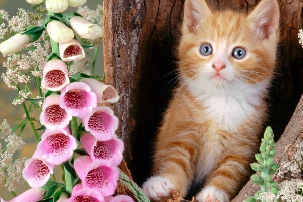 Un gato que se asoma por una madriguera junto a las flores