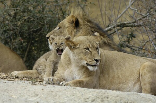 Famille de lions avec chaton