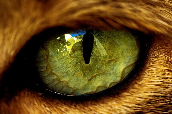Зеленый кошачий глаз с пожилками