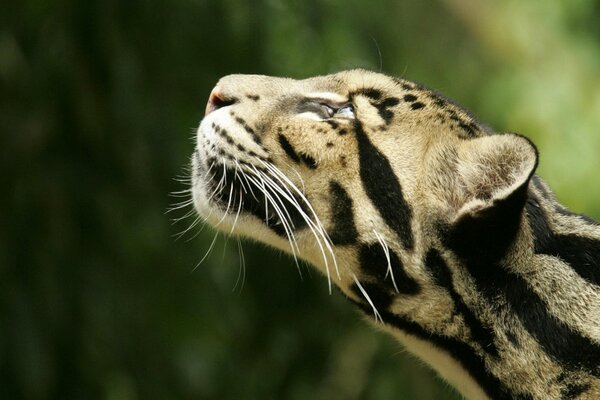 Smoky leopard looks up