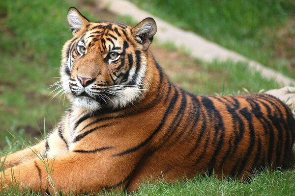 An orange and black tiger is lying on the lawn