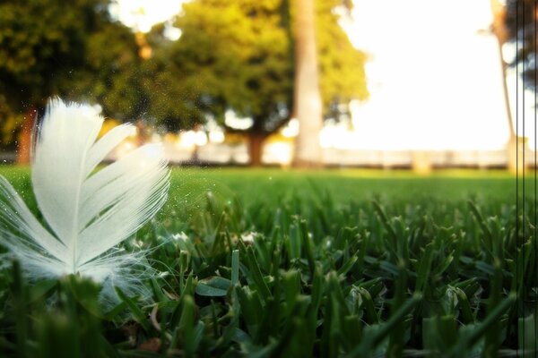 An airy feather on a green lawn