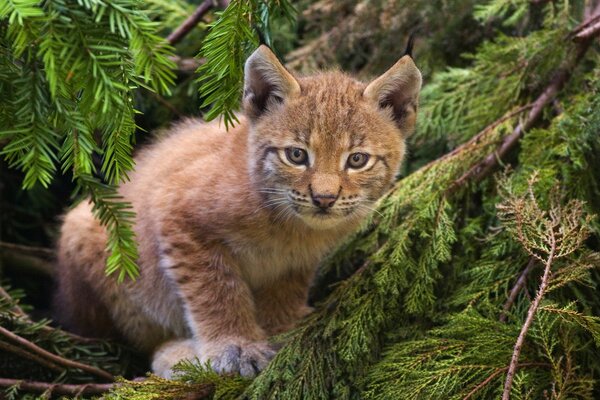 A lynx kitten on a tree