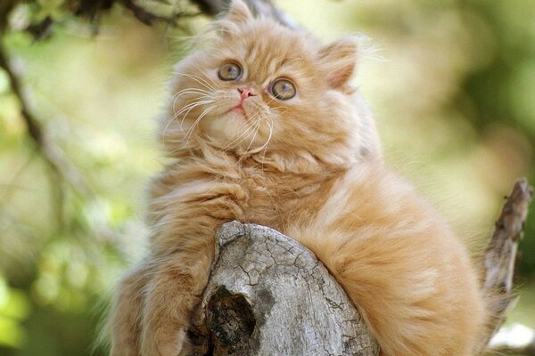 Fluffy cute kitten looks up